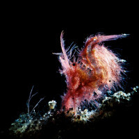 HAIRY SHRIMP ON STAGE