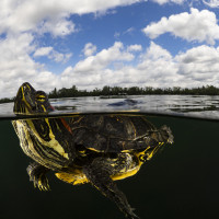 Red-Eared Slider