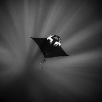 Manta Silhouette