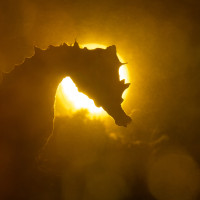 Seahorse meets skeleton