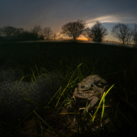 Mating Toads in the sunset