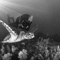 Scuba Diver meets Green turtle