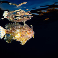Sargassum Frogfish Mirror