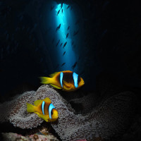 Clownfish at the cave
