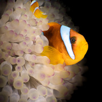 The Return of the King ...the Lord of Anemones