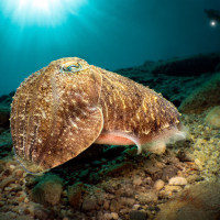 Beneath the surface, a secret universe unfolds...and the protagonist is a charming illusionist...