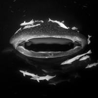 Whale Shark Feeding