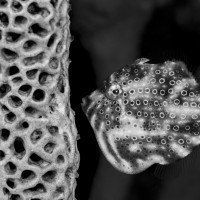 The Sponge Inspector