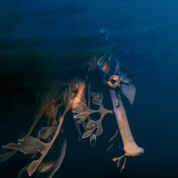 Portrait of a Leafy Seadragon