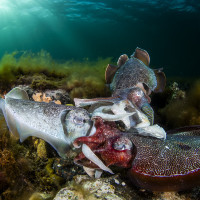Giant Cuttlefish Aggregation