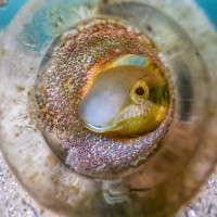 Blenny in a Bottle