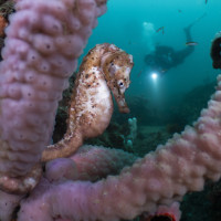 Diver with Potbellied Seahorse