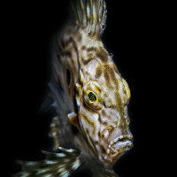 John Dory