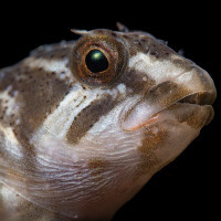 Salariopsis fluviatilis