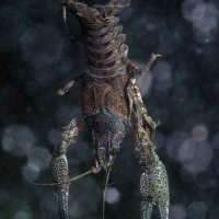 Crayfish