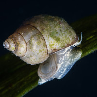 Lake snail