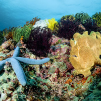 Different colors and different species