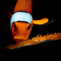 Daddy is caring the future is coming