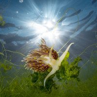 Sunrays over the nudi