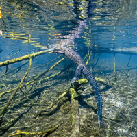Alligator on the Climb