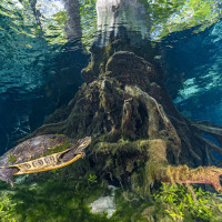 Turtle in the spring