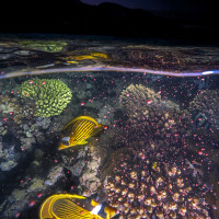 Coral spawning at dusk