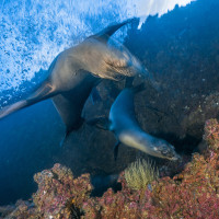 Inquisitive Sea Lions