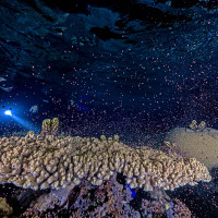 Coral Secrets Unveiled