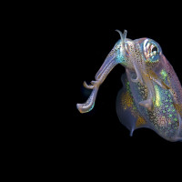 Nightly portrait of a tiny squid