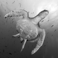 Coming down for a look