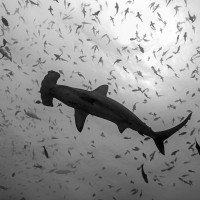 Hammerhead