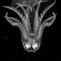 Alien from the depths