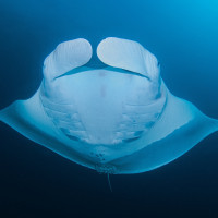 Manta