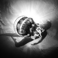 S medůzou (Togianské ostrovy - Sulawesi - Indonésie)