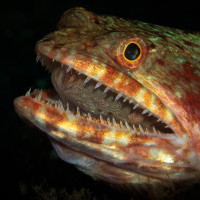 ještěrohlavec s plnou pusou (Buceo Anilao - Luzon - Filipíny)