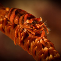 Kreveta Pontonides ankeri (Buceo Anilao - Luzon - Filipíny)