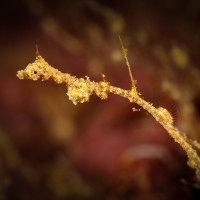 Jsem lembežský veledrak - jehla Kyonemichthys rumengani, délka 2 cm (Luzon - Filipíny)