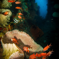 U okna  (Bandské moře - Moluky - Indonésie)