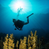 Alison (UnaUna - Sulawesi - Indonésie)