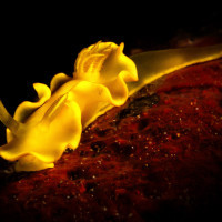 Ve žlutém hávu - nahožábrý Noumea crocea (Luzon - Filipíny)