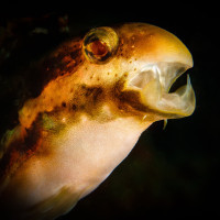 "Šavlozubý pulec" - Petroscirtes breviceps (Ambon - Indonésie)