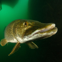 Mis Srní 2023 - slečna Štiková (ČR, lom Srní)