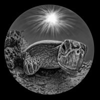 Face to face the turtle