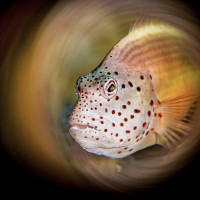 Flecked Hawkfish