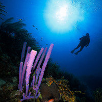 korál s potápěčem