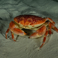 krab
