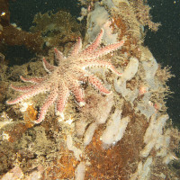 kategorie_5_6_A_Širokoúhl-bez-potáp_fotka--- NORD HVĚZDA