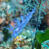 kategorie_5_6_C_Makro_fotka--- ČISTÁ ELEGANCE