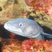 kategorie_5_6_D_Vodni-živočich_fotka--- KUK