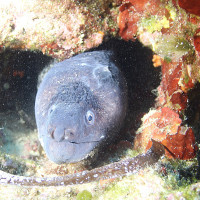 kategorie_5_3_Barevná_z_mori_fotka-1--- SHOVKA